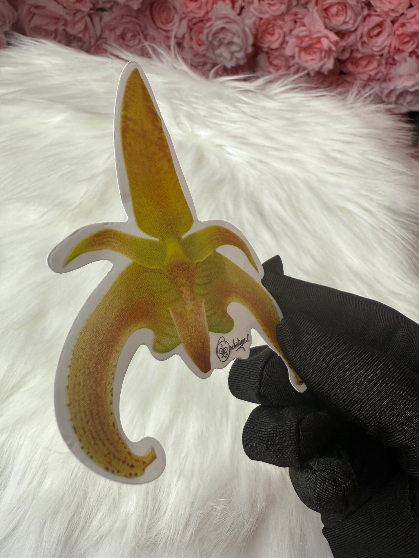 Bulbophyllum lobbii Orchid Sticker