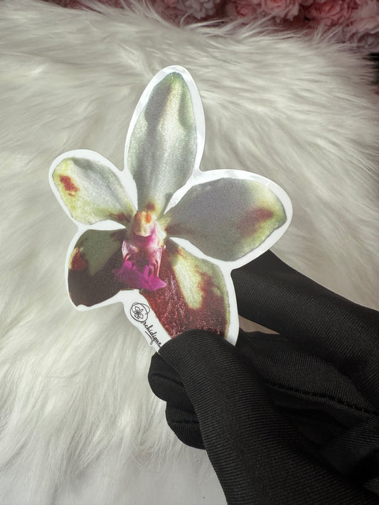 Vanda Lamellata Sticker • Orchid Sticker
