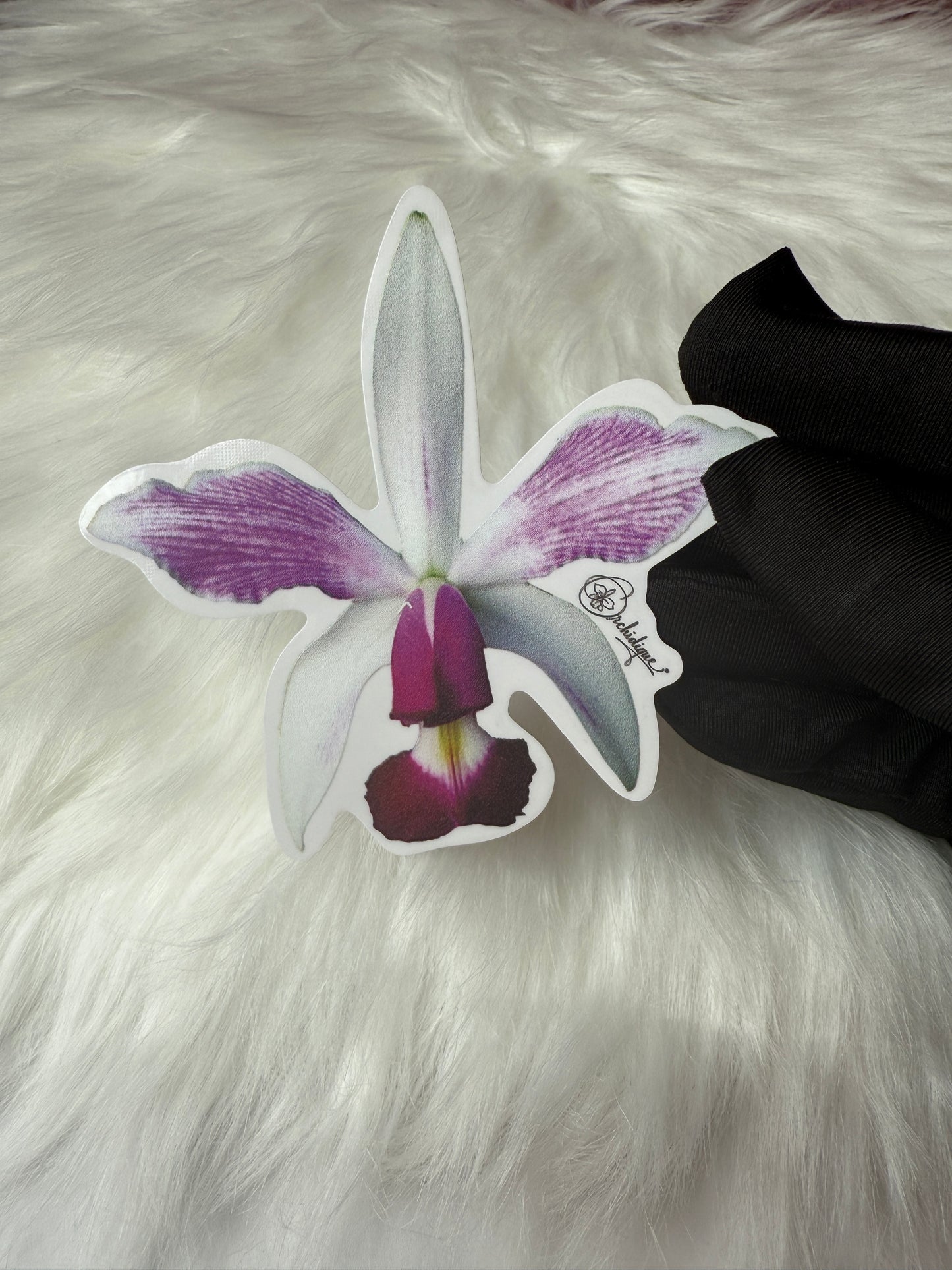 Cattleya Violacea Semi Alba Orchid Sticker