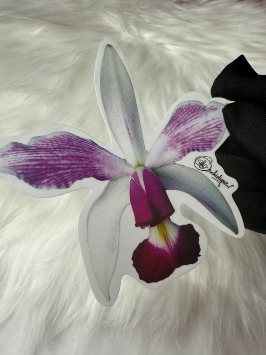 Cattleya Violacea Semi Alba Orchid Sticker