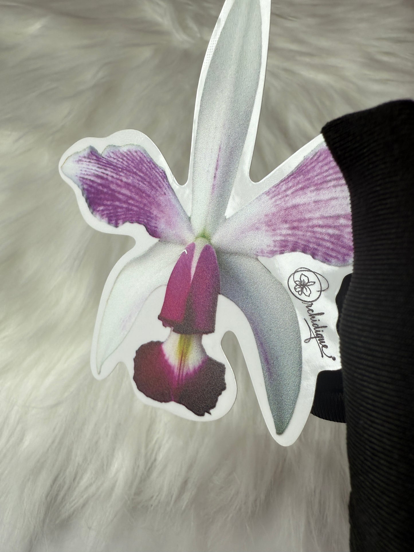 Cattleya Violacea Semi Alba Orchid Sticker