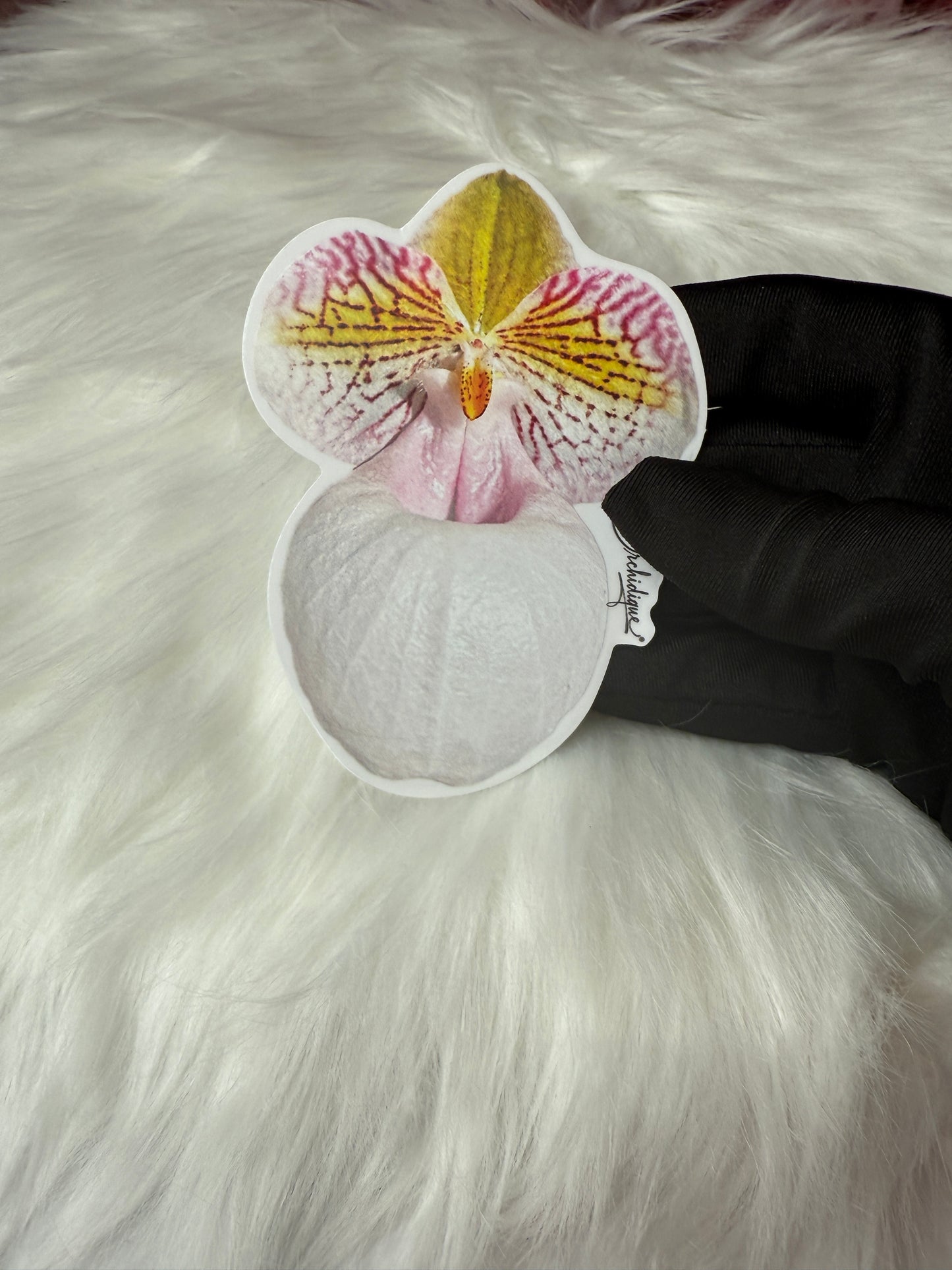 Paphiopedilum Micranthum Orchid Sticker