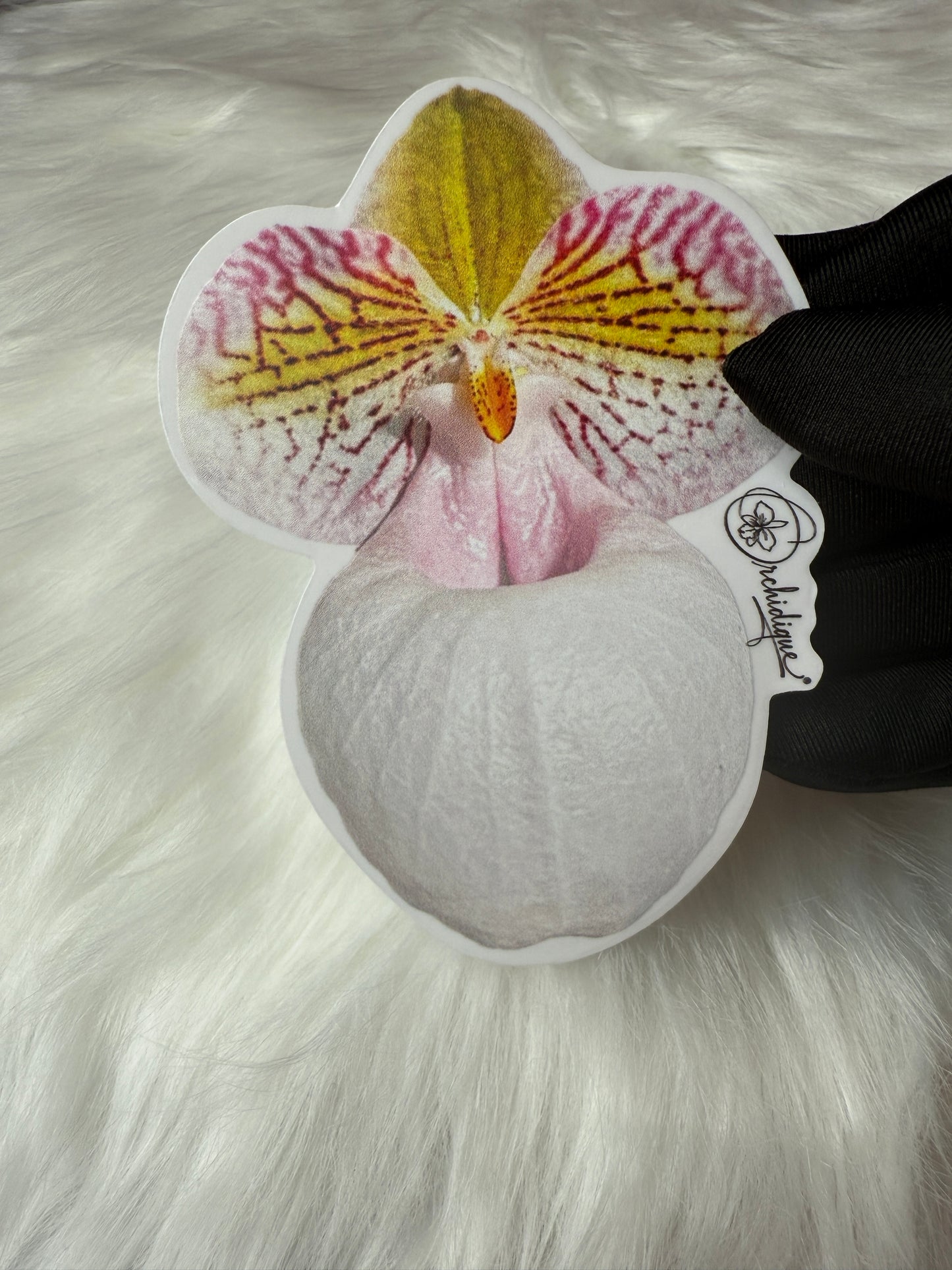 Paphiopedilum Micranthum Orchid Sticker