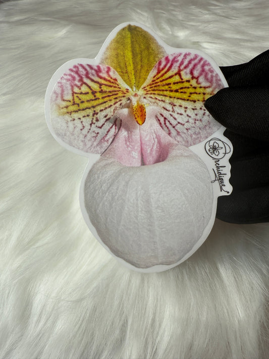 Paphiopedilum Micranthum Orchid Sticker