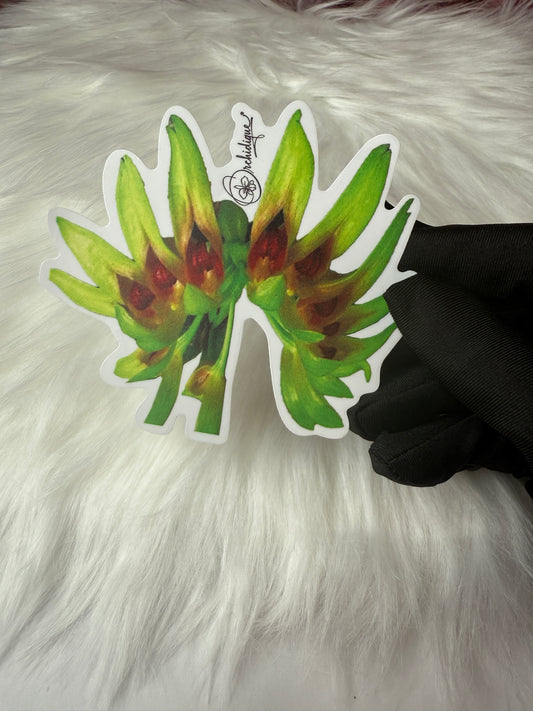 Bulbophylum Grveciana Orchid Sticker