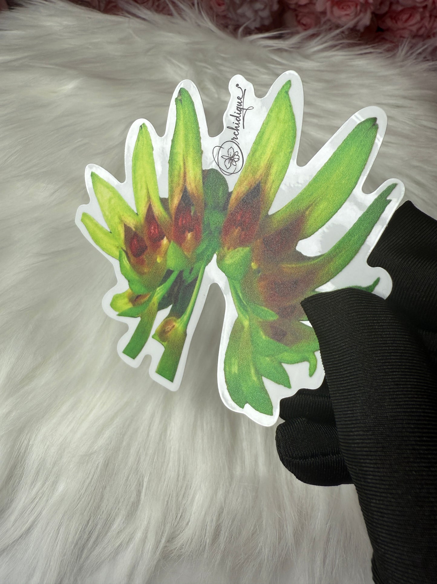 Bulbophylum Grveciana Orchid Sticker