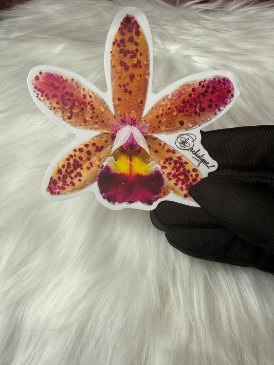 Cattleya Tropical Pointer Orchid Sticker