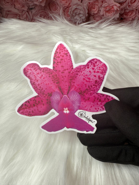 Cattleya Measuresiana Orchid Sticker