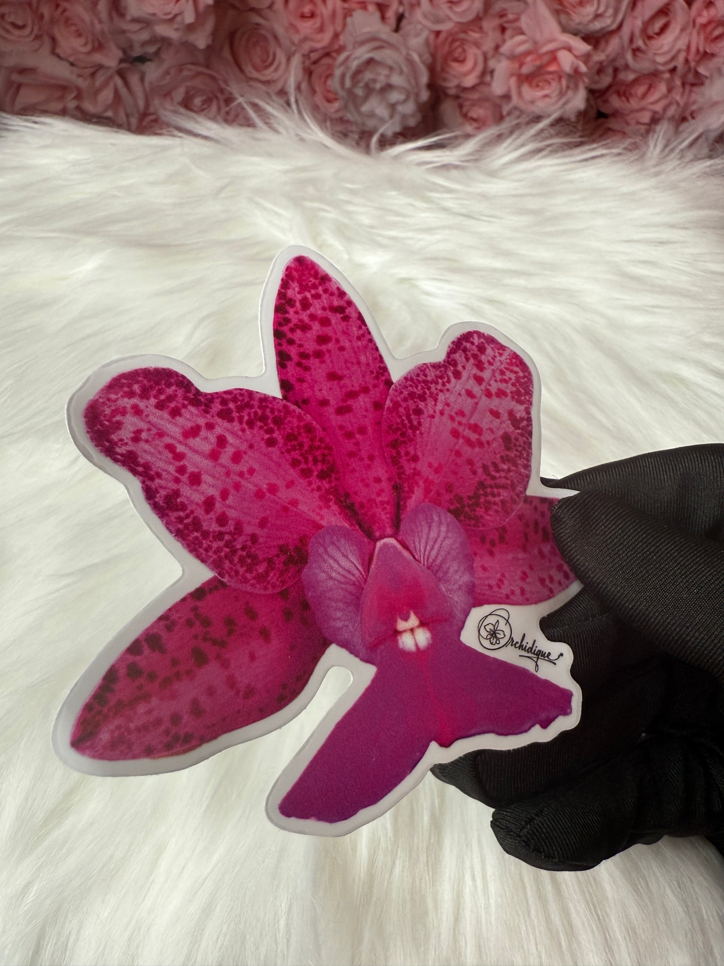 Cattleya Measuresiana Orchid Sticker