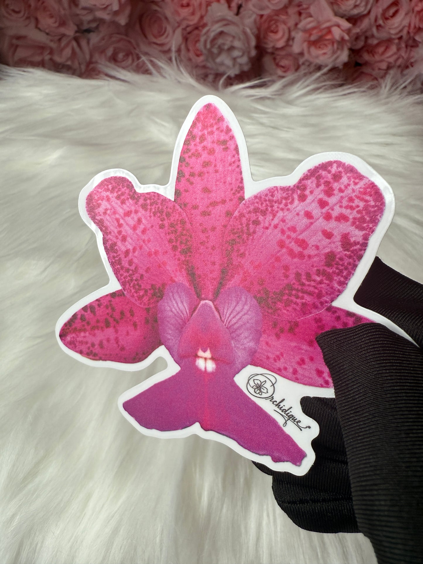 Cattleya Measuresiana Orchid Sticker