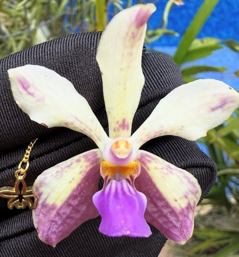 Vanda Lamellata Sticker • Orchid Sticker
