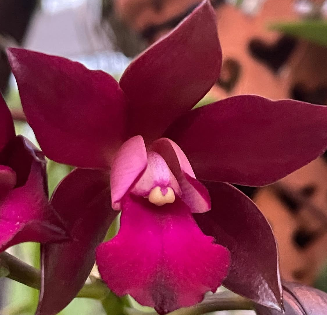 Cattlianthe Sagarik Wax Orchid Flower Sticker