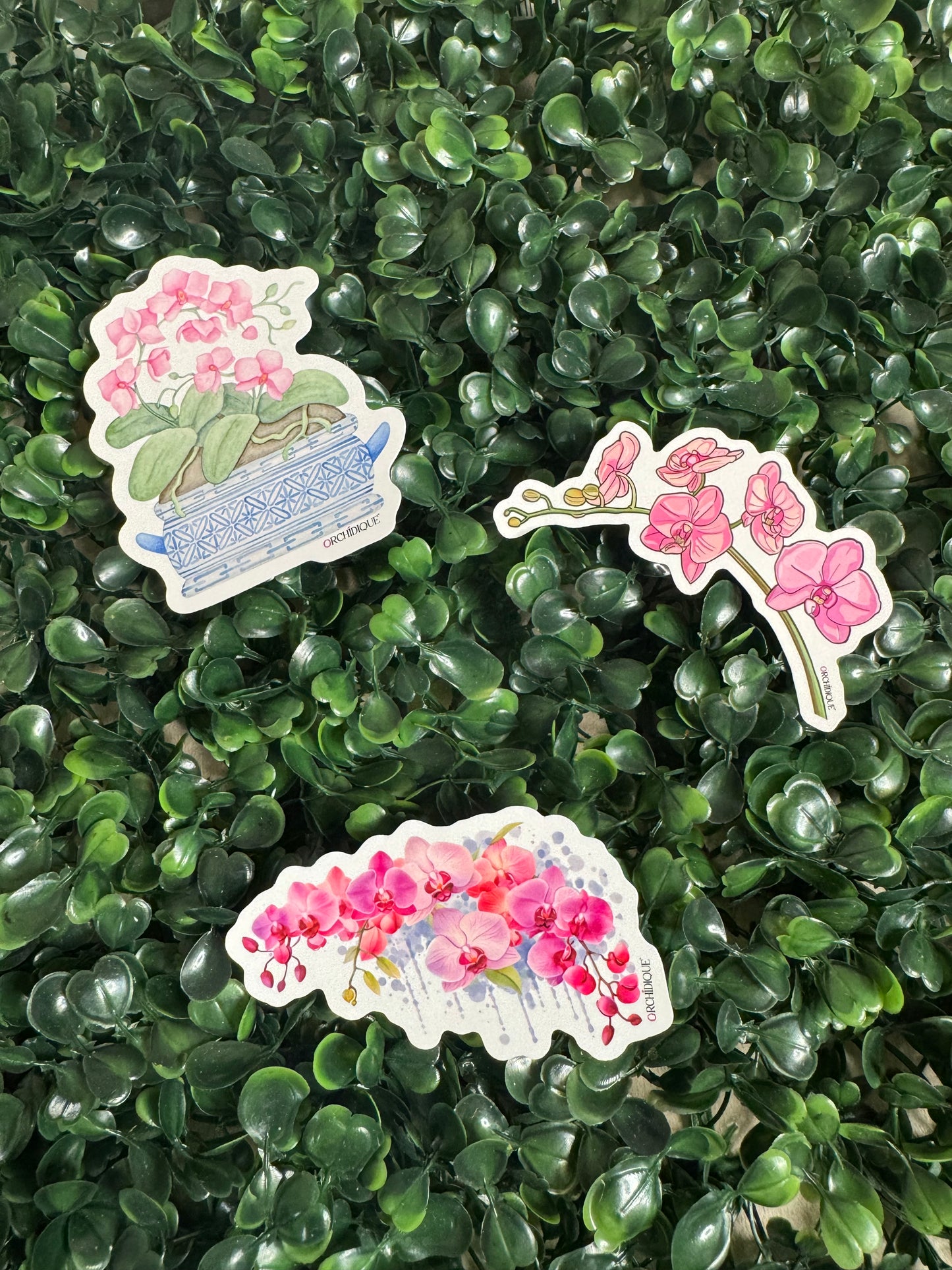 Phalaenopsis Stickers