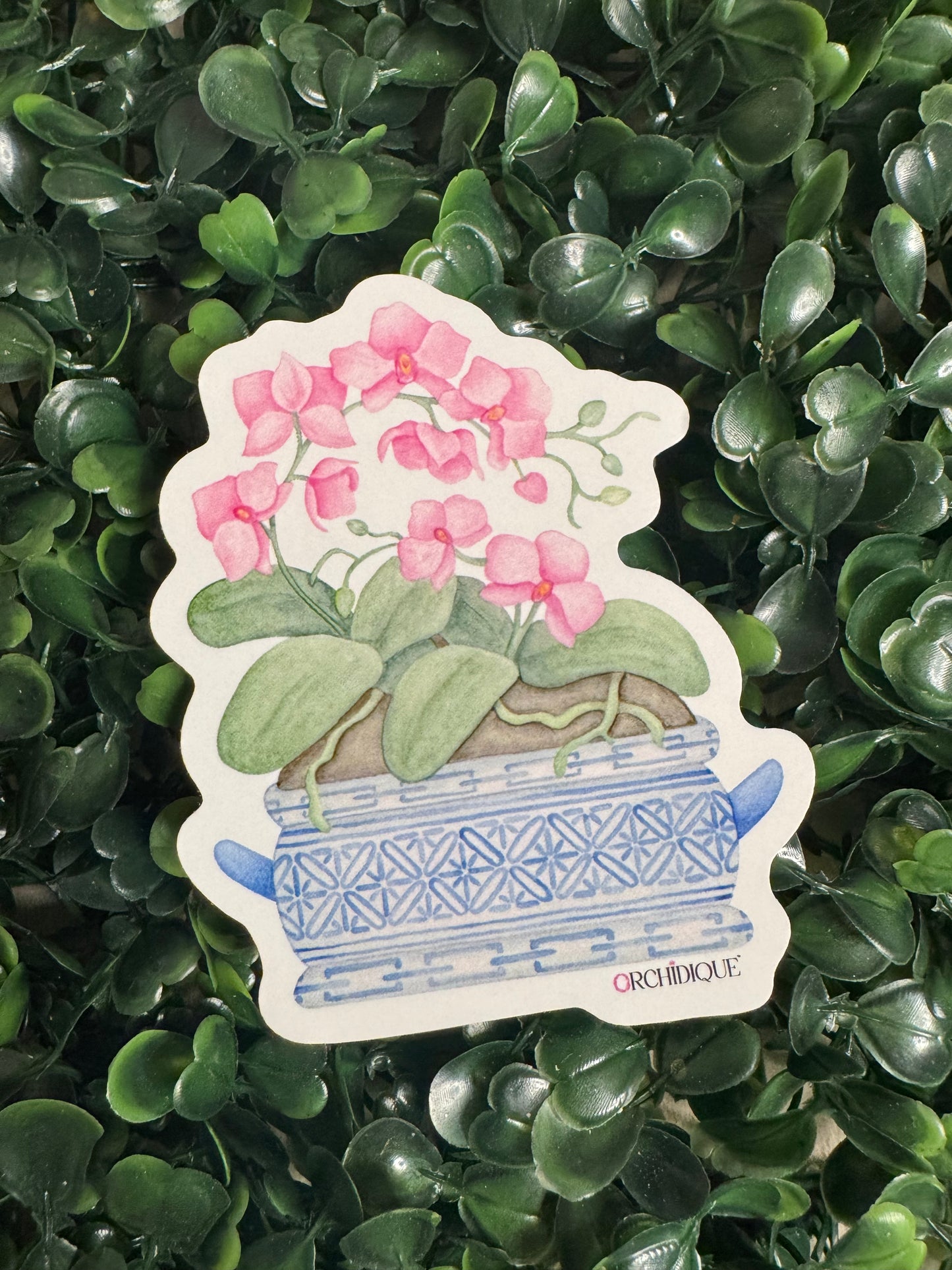 Phalaenopsis Stickers