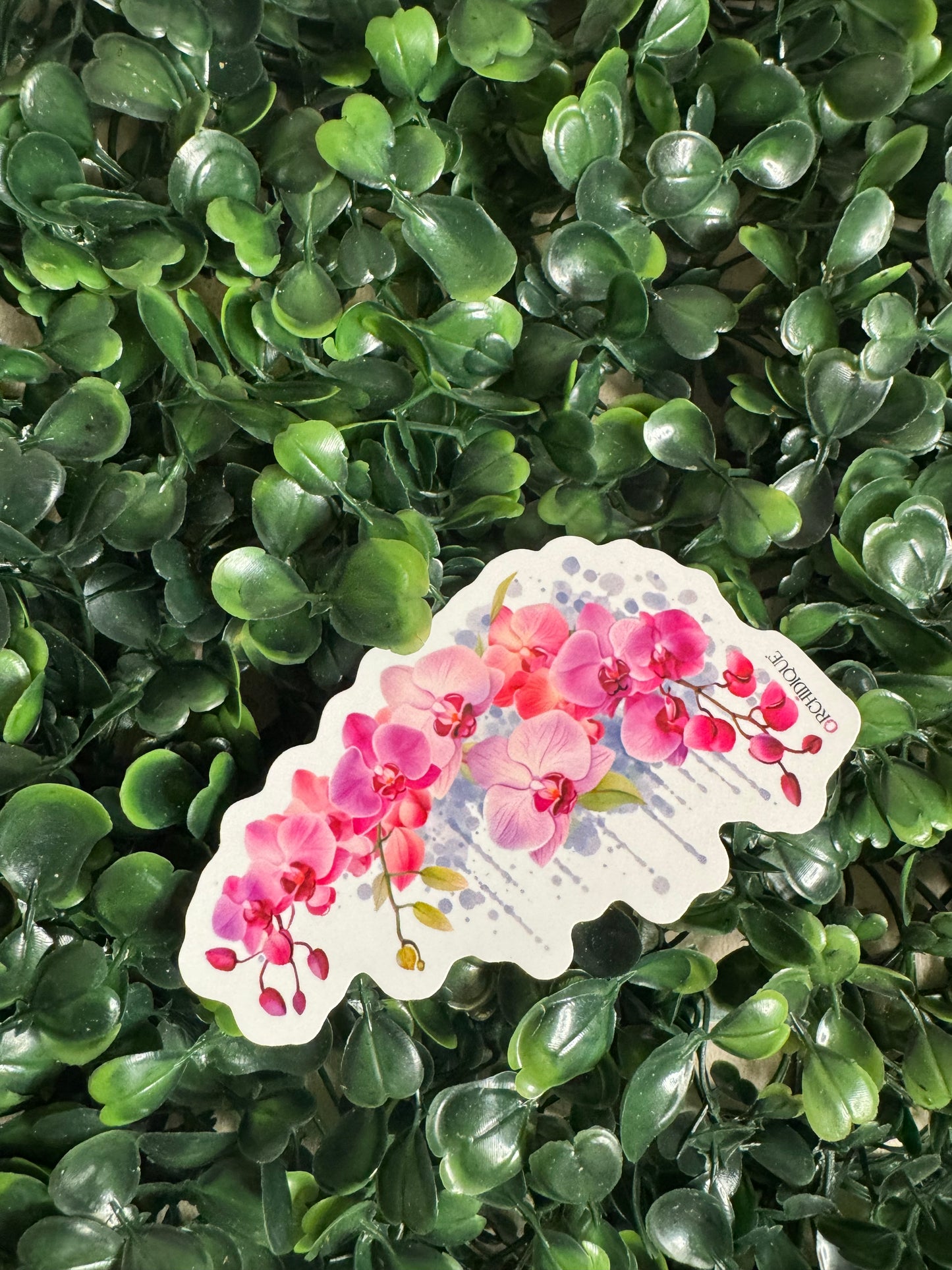 Phalaenopsis Stickers