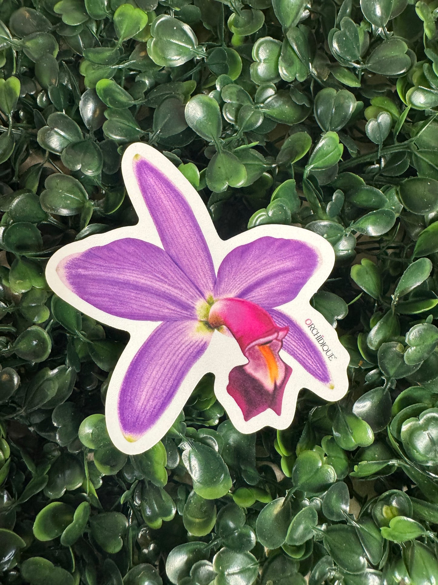 Purple Cattleya Violacea