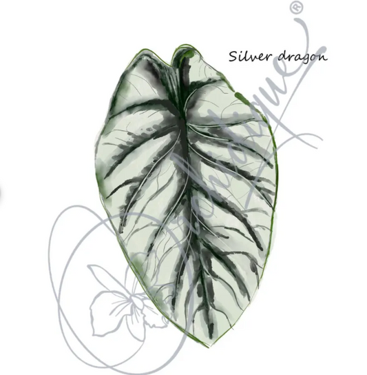 Alocasia Silver Leaf Dragon Sticker