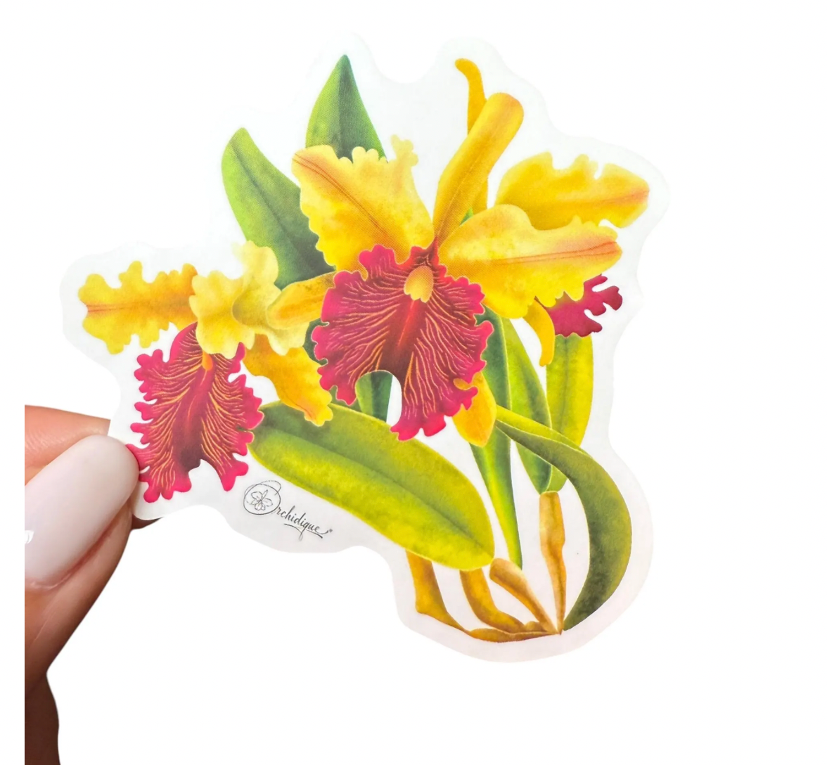 Cattleya Dowiana Sticker