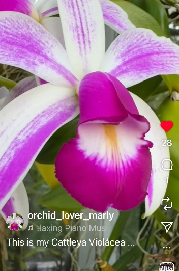 Cattleya Violacea Semi Alba Orchid Sticker