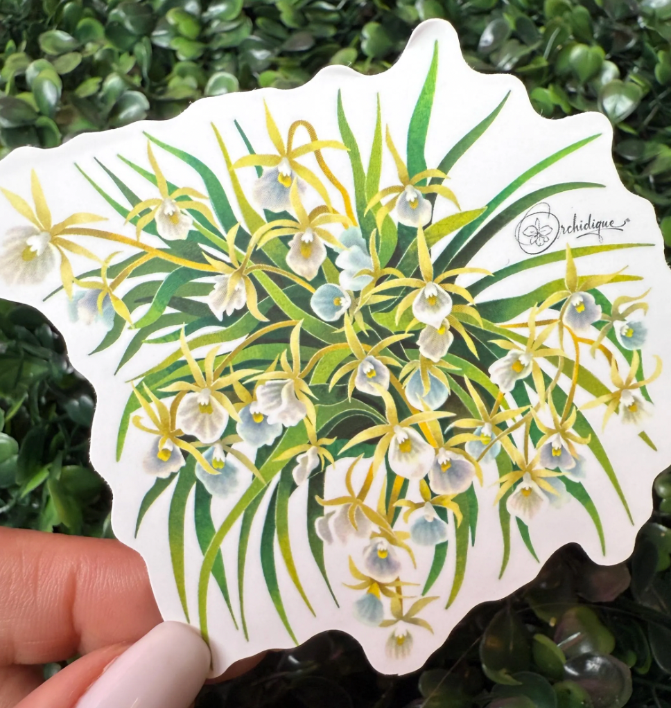 Orchid Sticker Wild Orchid Plant Orchid Sticker – Orchidique