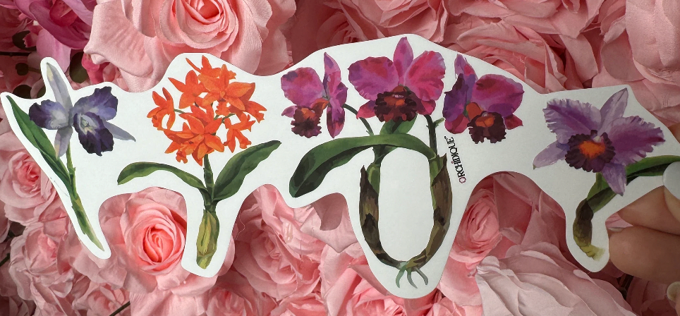 Cattleyas Wide Orchid Sticker