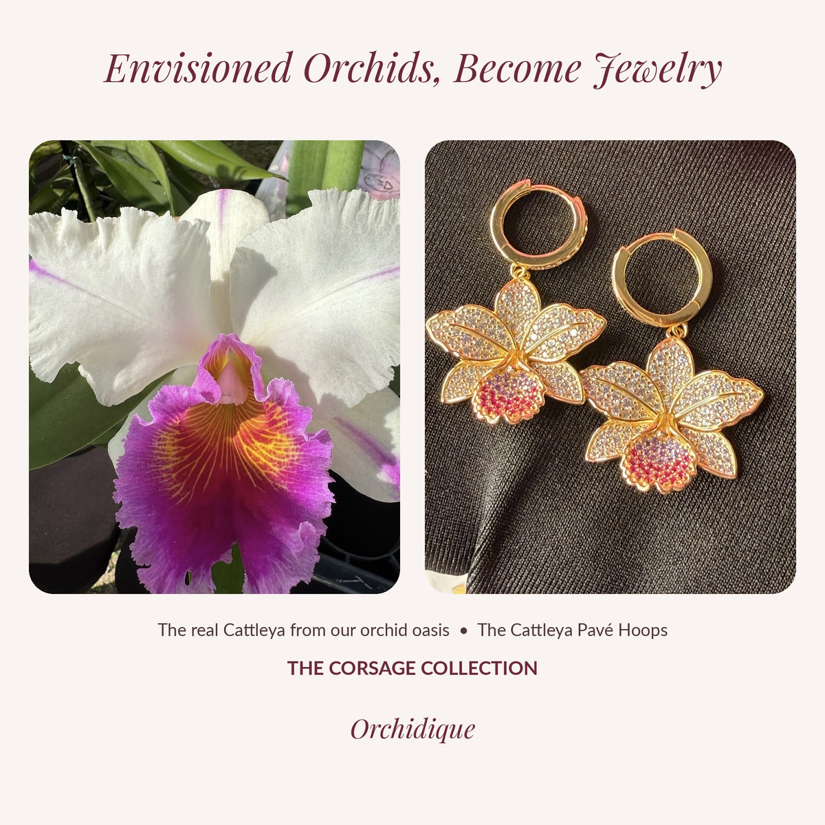 cattleya orchid hoop earrings, 14K gold plated sterling silver, beside real bloom graphic – Orchidique