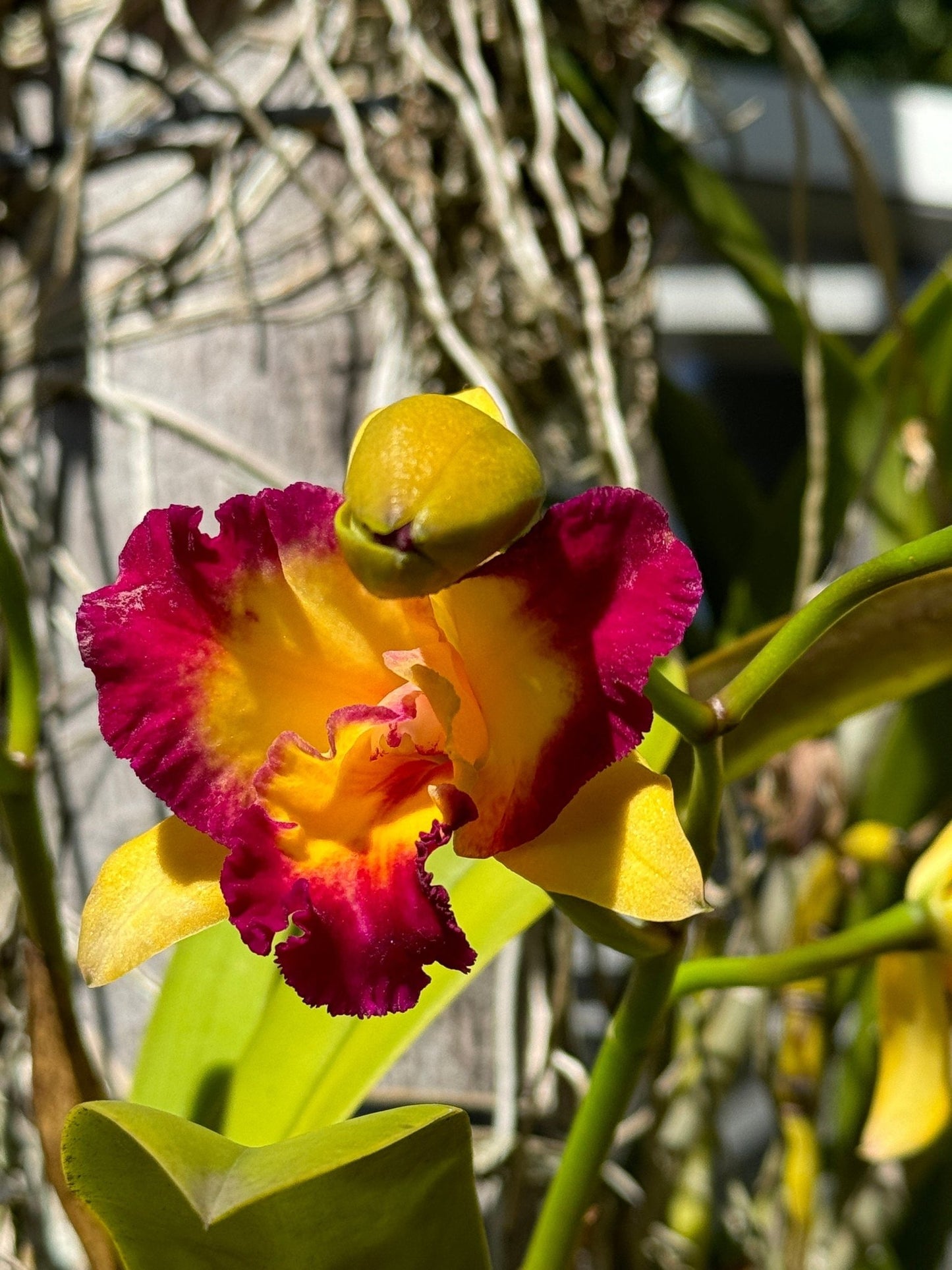 Custom Orchid Flower Earrings • Personalized Color Combination • Unique Floral Jewelry • Handmade Gifts• Flower Earrings - Orchidique