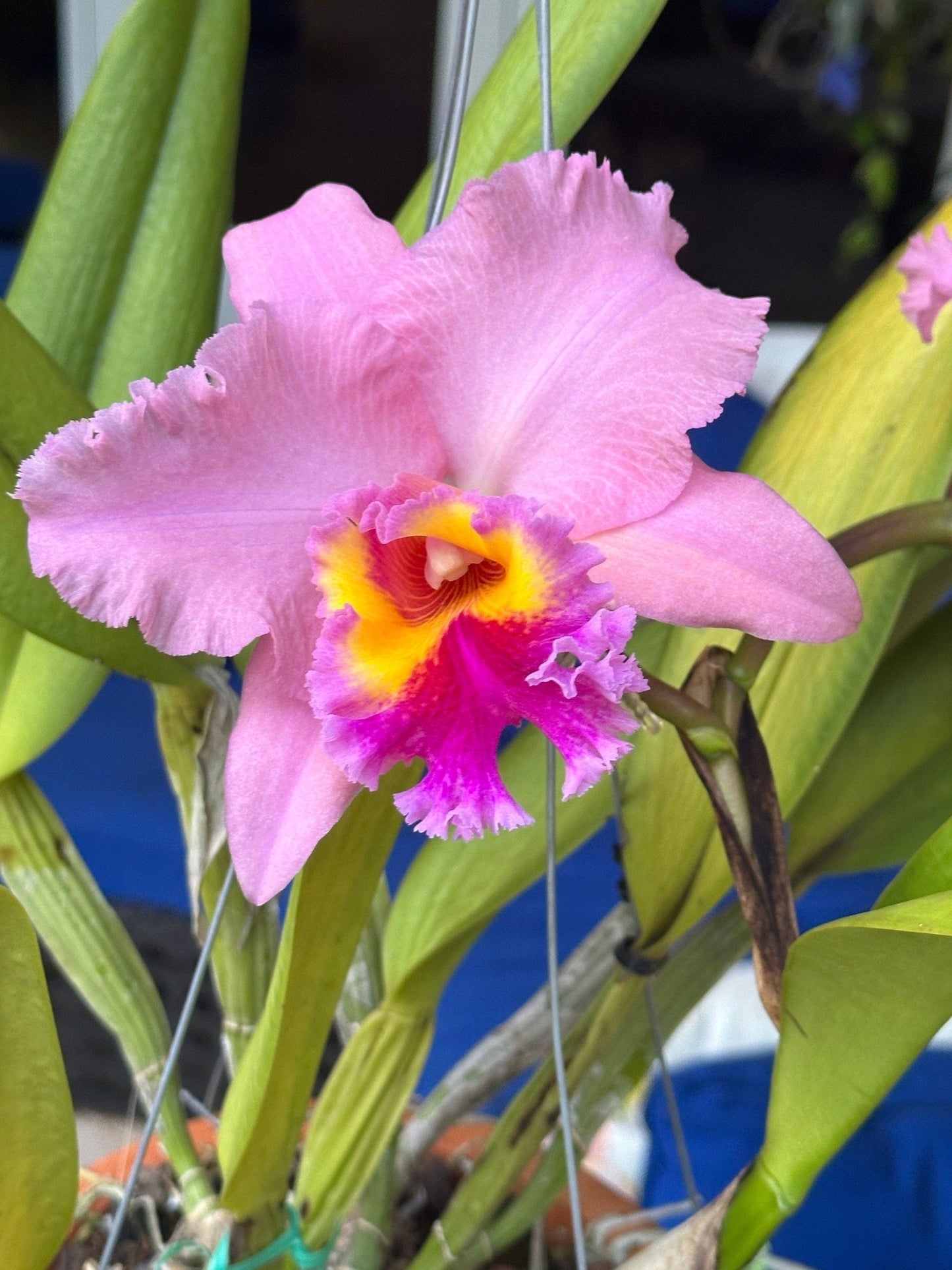 Custom Orchid Flower Earrings • Personalized Color Combination • Unique Floral Jewelry • Handmade Gifts• Flower Earrings - Orchidique
