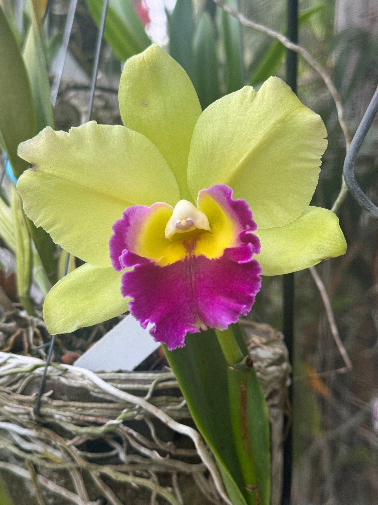 Custom Orchid Flower Earrings • Personalized Color Combination • Unique Floral Jewelry • Handmade Gifts• Flower Earrings - Orchidique