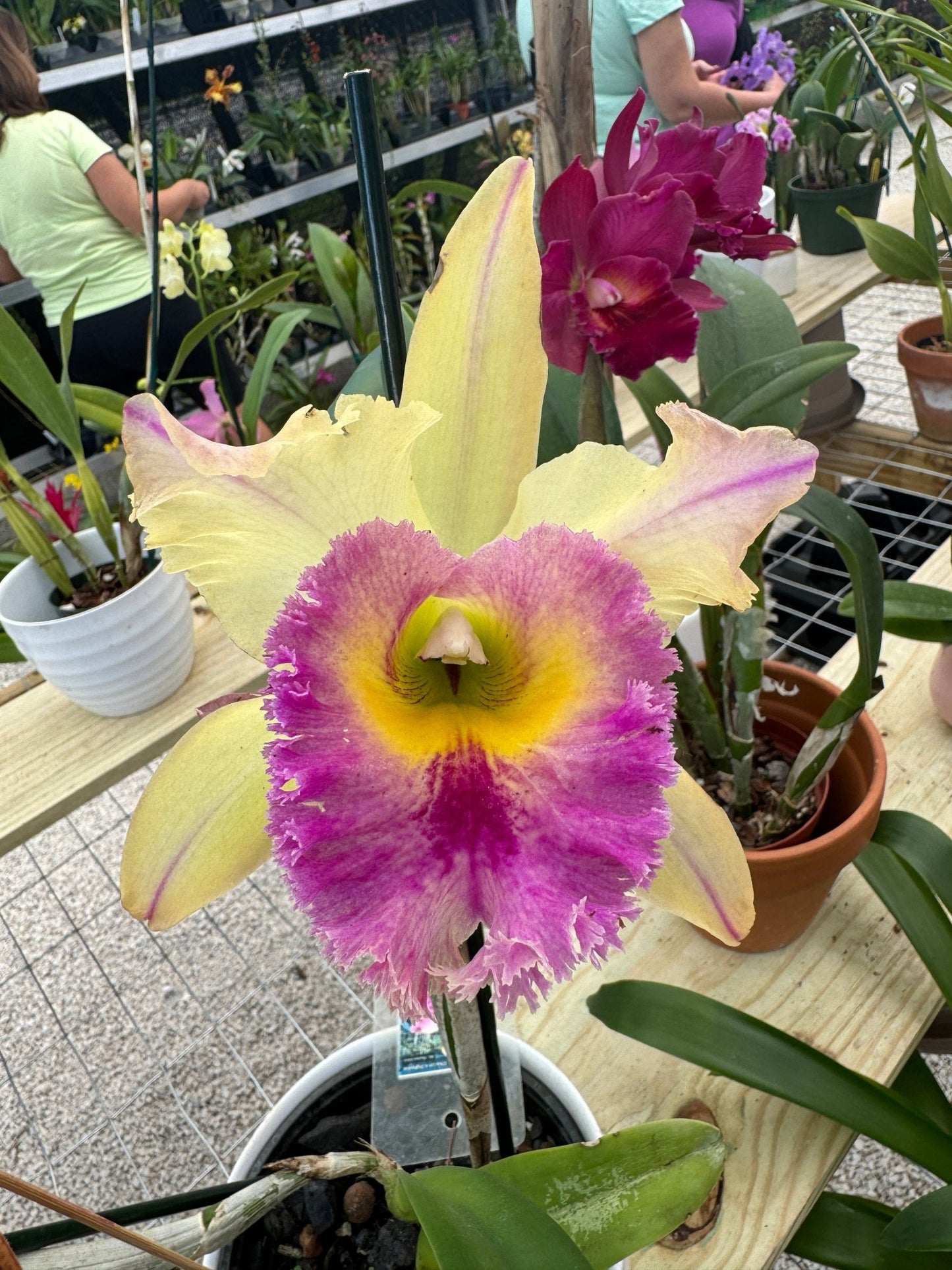 Custom Orchid Personalized Color Combination • Unique Floral Jewelry • Handmade Gifts• Flower Earrings - Orchidique