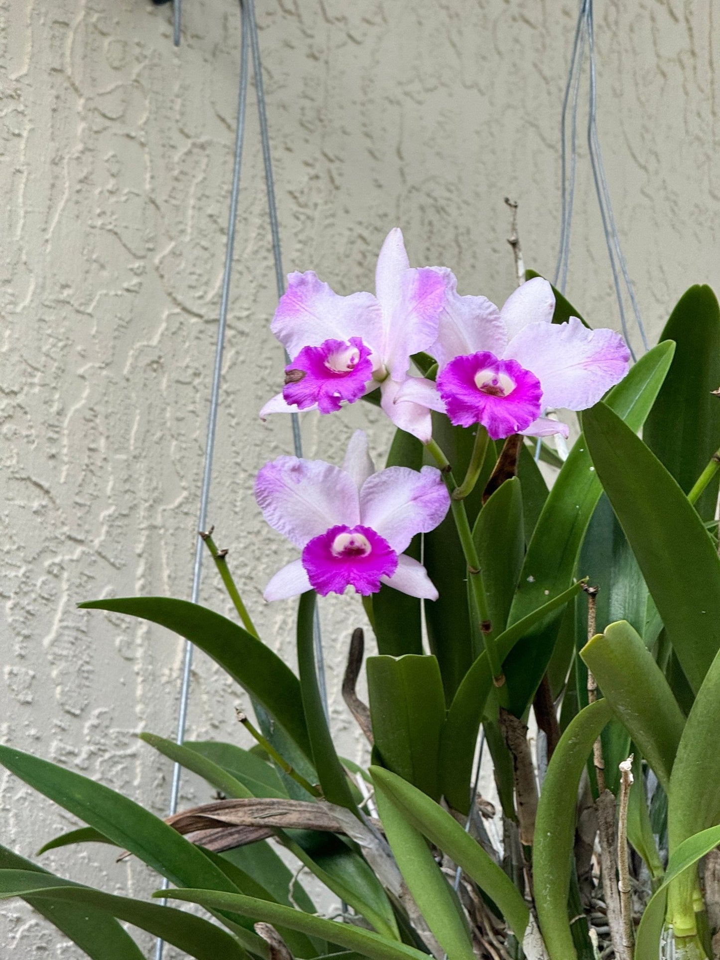 Custom Orchid Personalized Color Combination • Unique Floral Jewelry • Handmade Gifts• Flower Earrings - Orchidique
