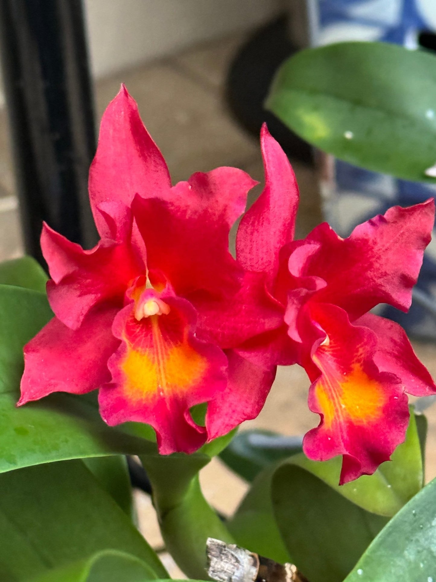 Custom Orchid Personalized Color Combination • Unique Floral Jewelry • Handmade Gifts• Flower Earrings - Orchidique