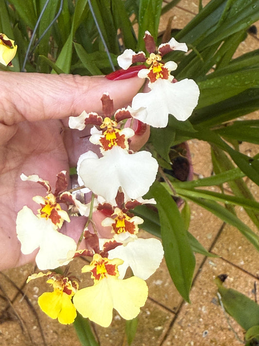 Tolumnia Orchid Stud Earrings • Convertible Earring Jacket • Two-Way Design Earrings