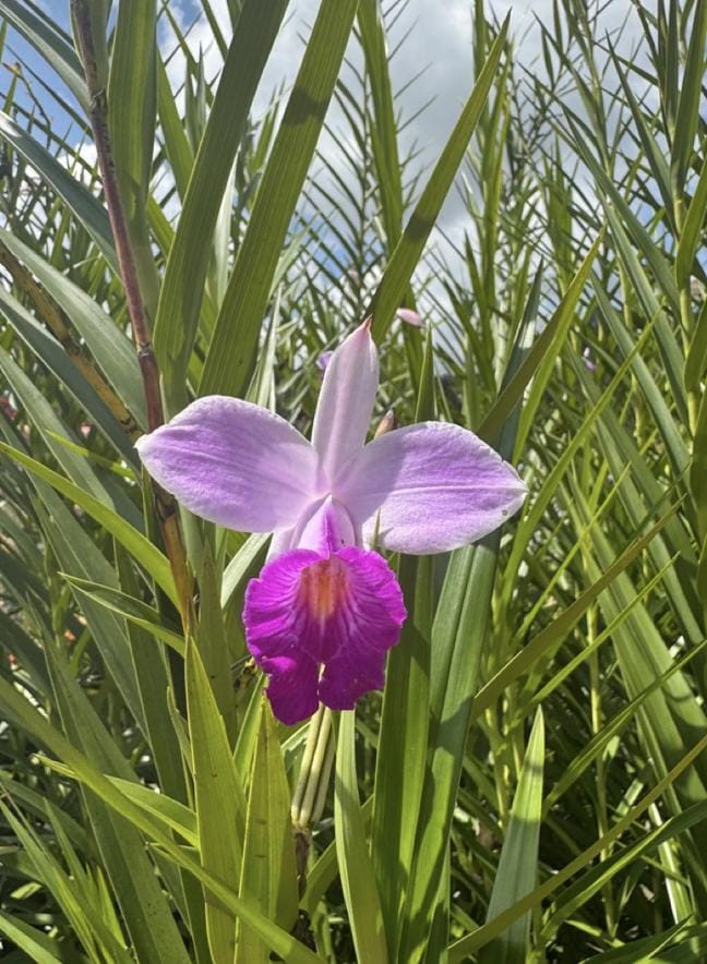 Sterling Silver Brooch • Bamboo Orchid Flower Brooch • Two -Tone Jewelry • Valentines Gift or Christmas Gift