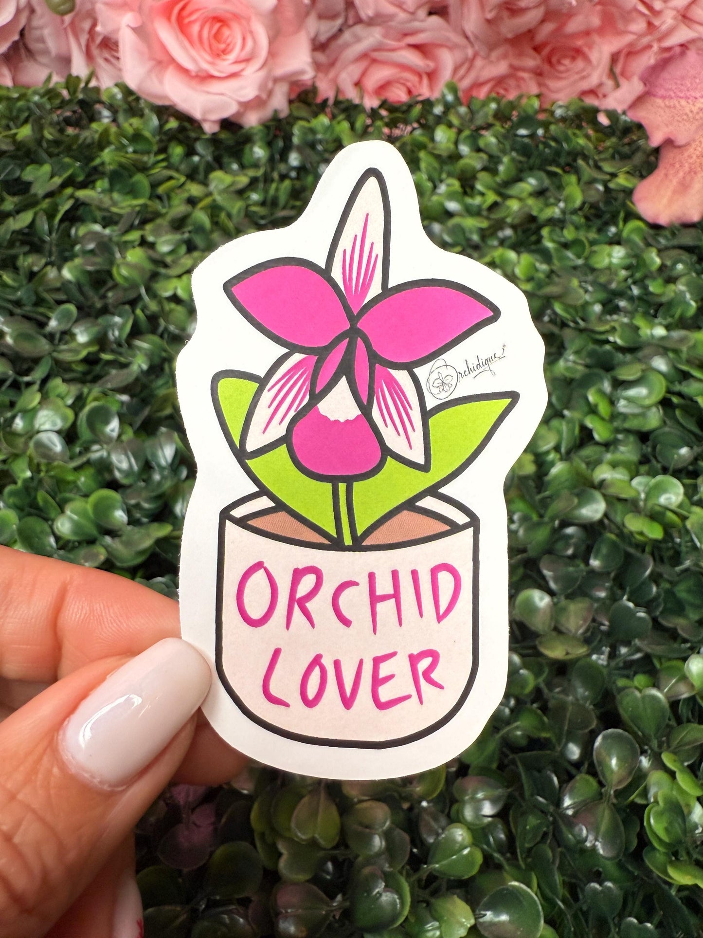 Orchid Mama Lover Pack • Dendrobium thyrsiflorum • Dendrophylax lindenii • Purple& Pink Vandas • Cattleya Violecea • Orchid Lover Gift