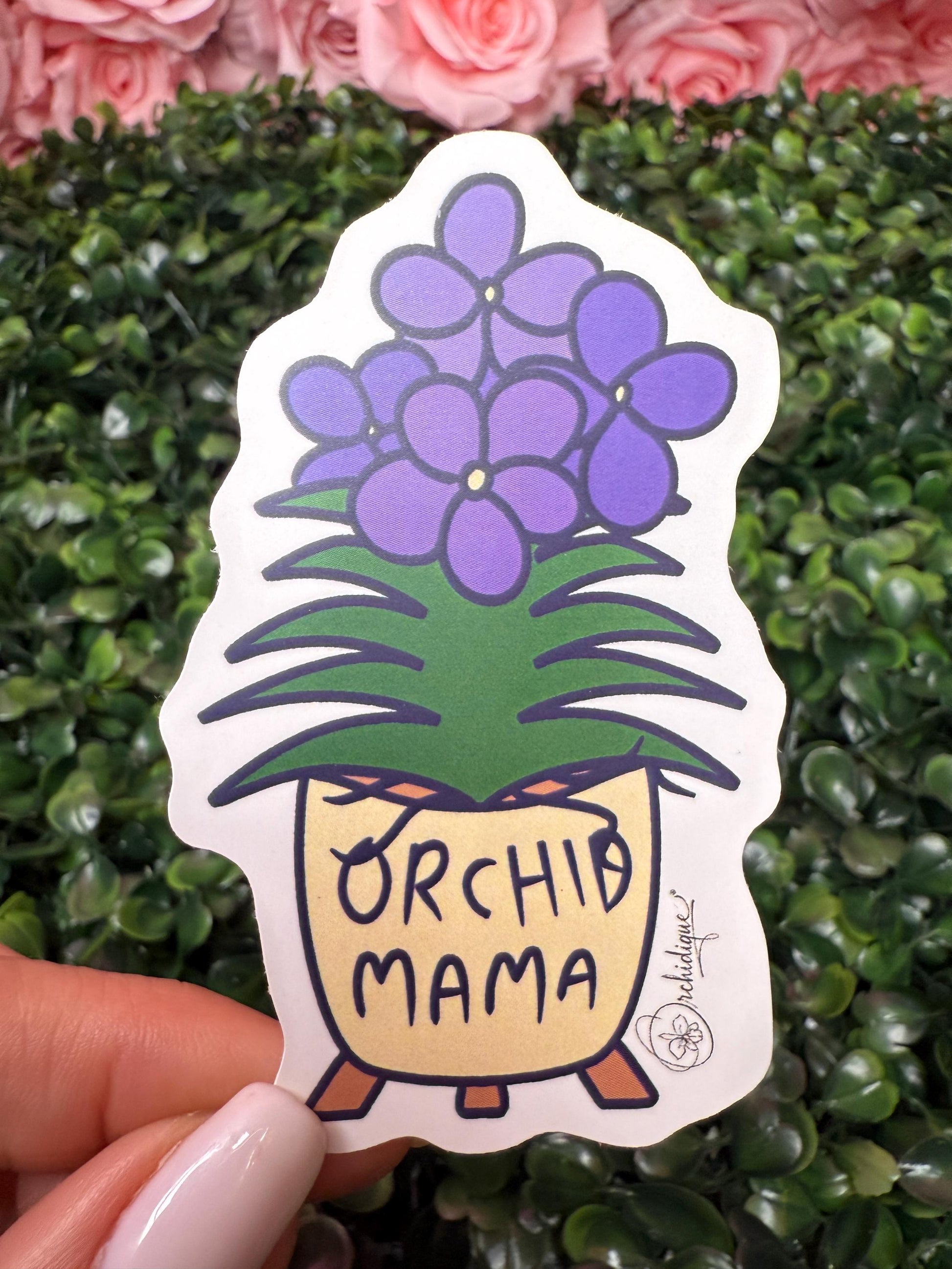 Orchid Mama Lover Pack • Dendrobium thyrsiflorum • Dendrophylax lindenii • Purple& Pink Vandas • Cattleya Violecea • Orchid Lover Gift