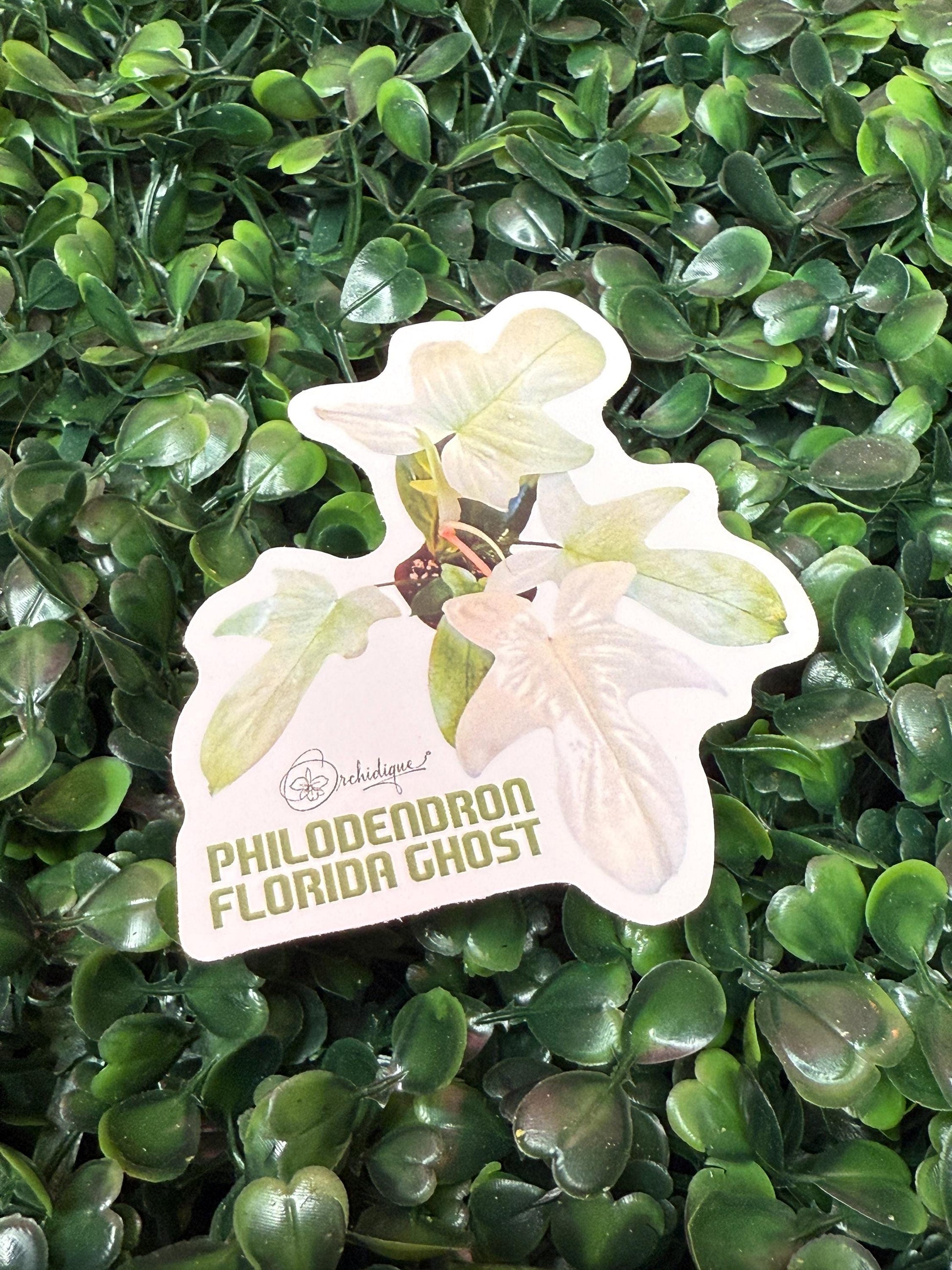 Philodendron Leaf Sticker • Florida Ghost Sticker • Botanical Sticker • Waterproof • Laptop Decal • Plant Lover Gift