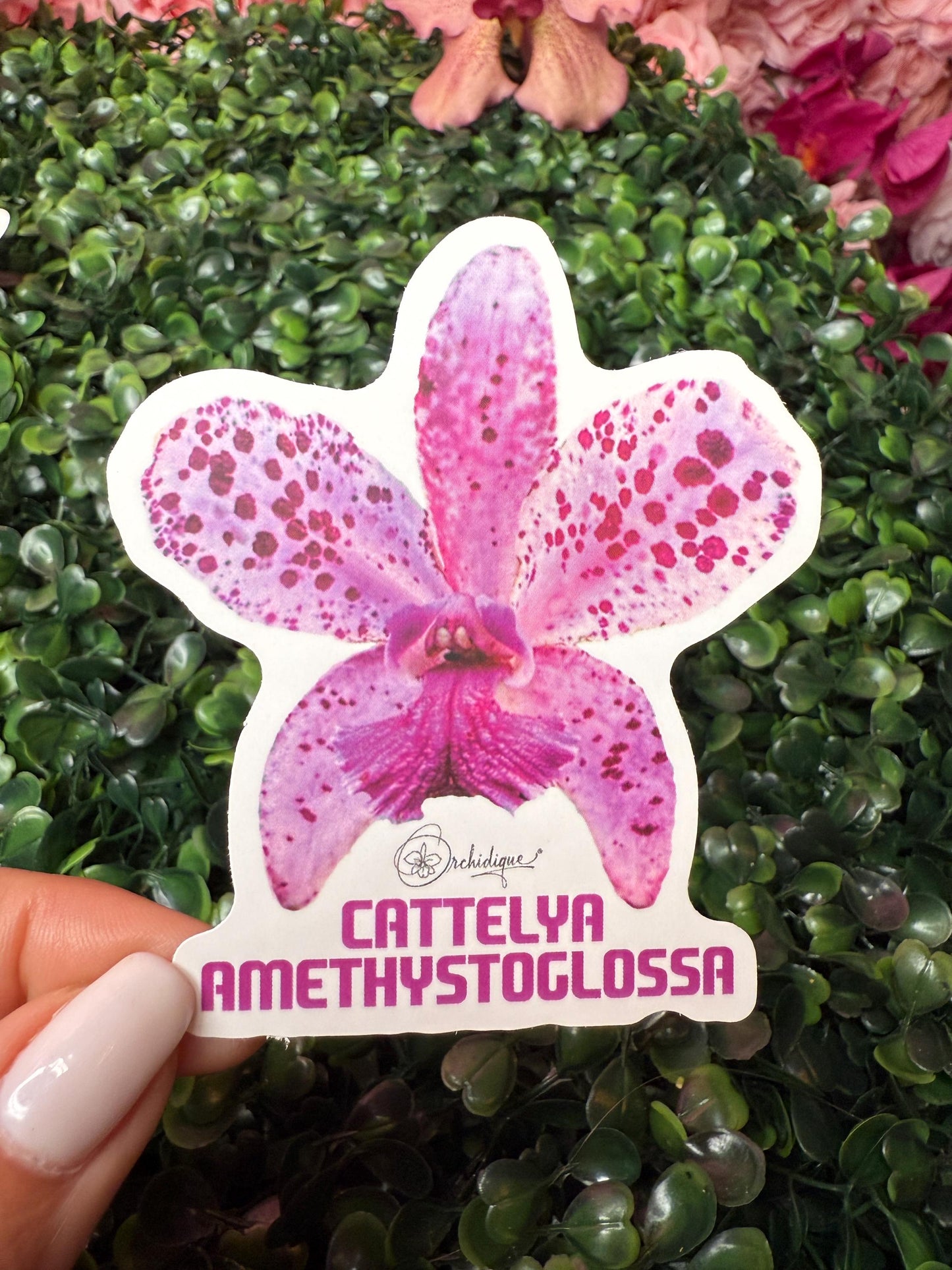 Orchid Sticker • Cattleya Amethystoglossa • Floral Sticker • Waterproof • Laptop Decal • Plant Lover Gift