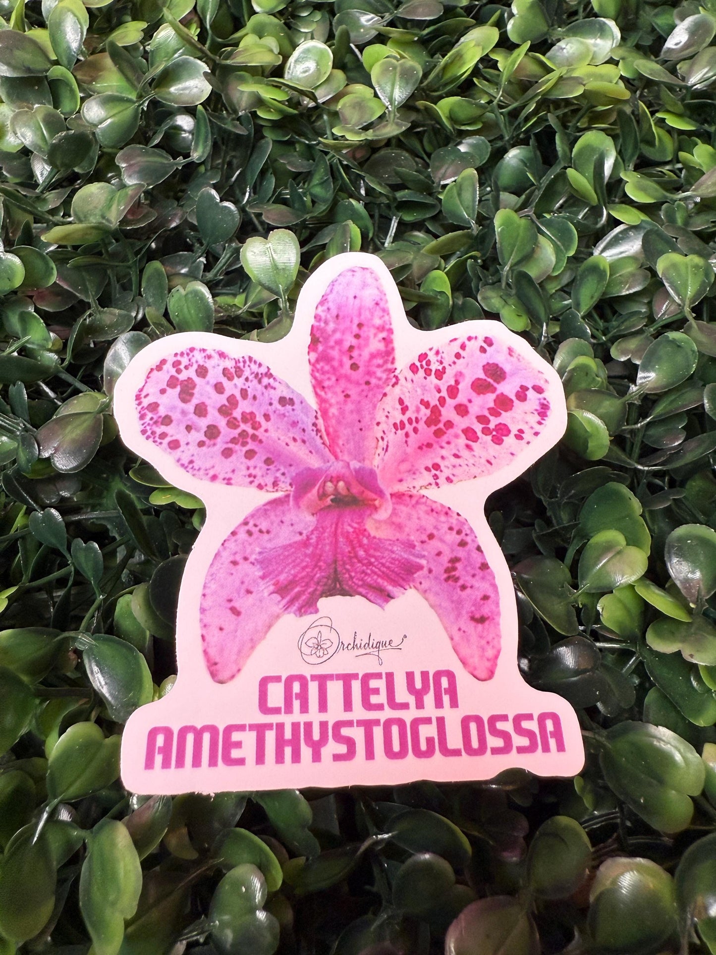 Orchid Sticker • Cattleya Amethystoglossa • Floral Sticker • Waterproof • Laptop Decal • Plant Lover Gift