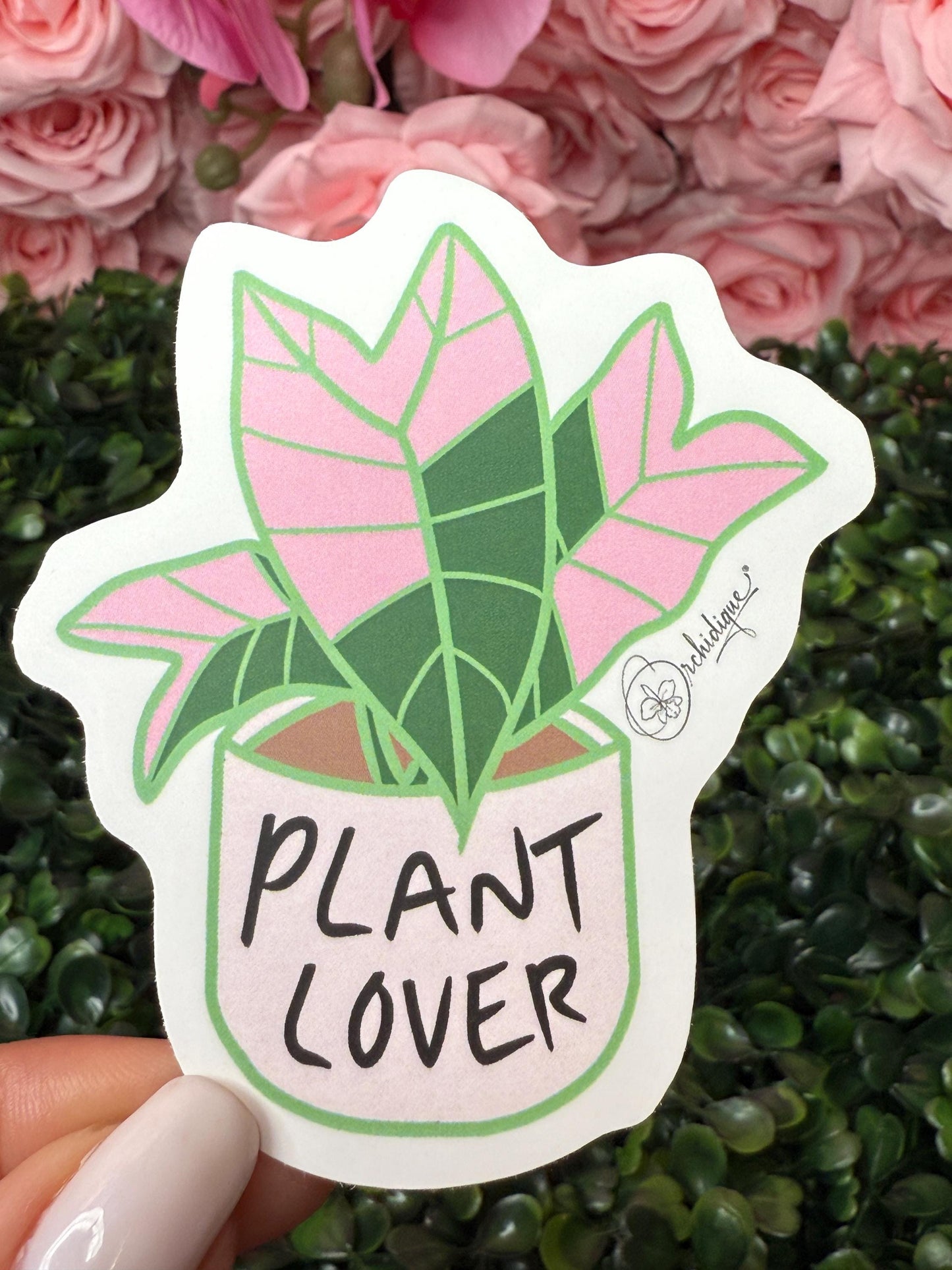 Plant Lover Sticker • Alocasia Pink Nobilis • Orchid Lover Gift