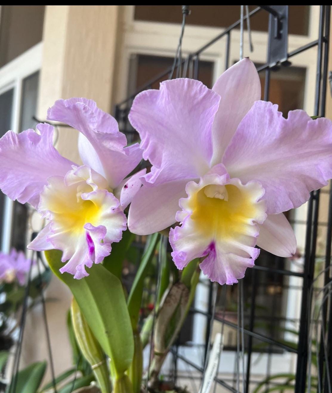 The Hawaiian Collection: Brassolaeliocattleya- inspired Orchid Earrings • Purple Splash Cattleya Earrings