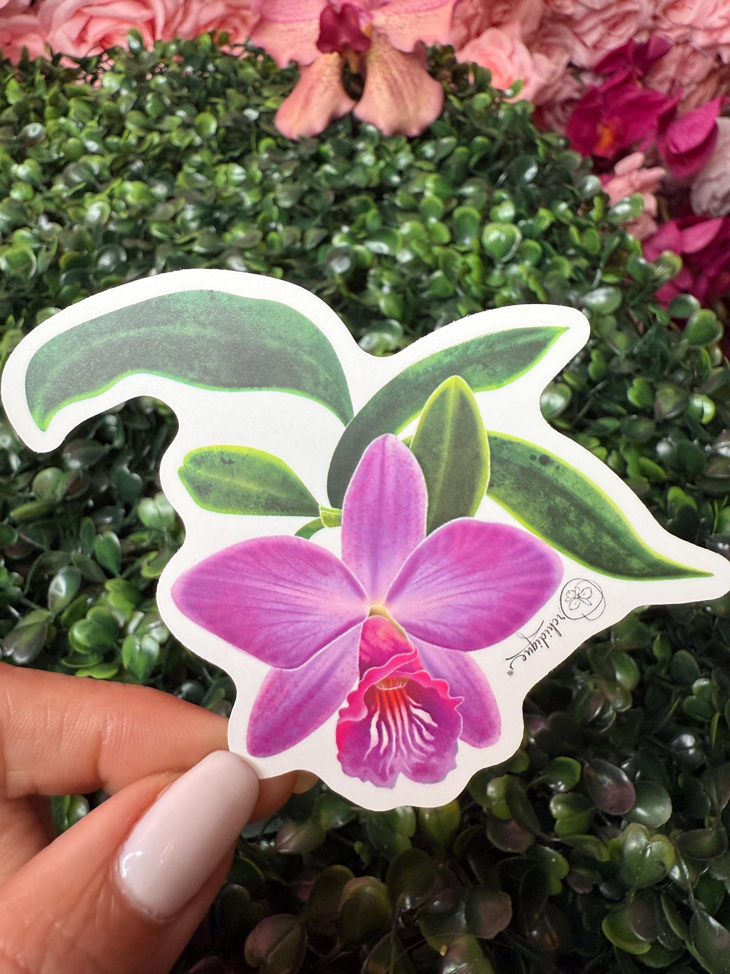 Orchid Sticker • Cattleya Orchid • Floral Sticker • Waterproof • Laptop Decal • Plant Lover Gift