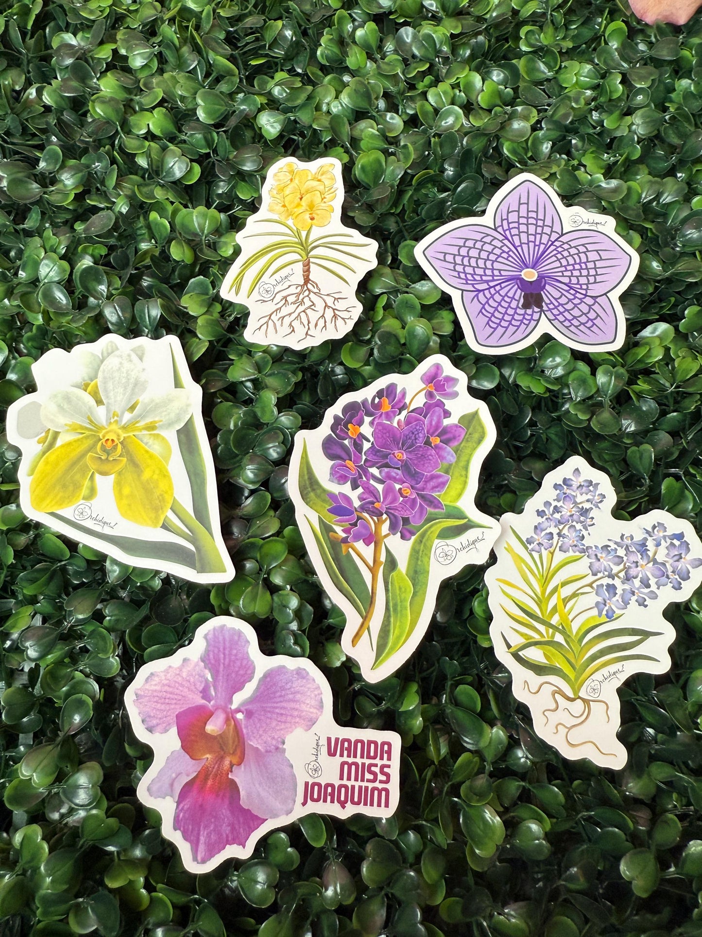 Orchid Sticker • Vanda Orchid • Vanda Violeta Floral Sticker • Waterproof • Laptop Decal • Plant Lover Gift