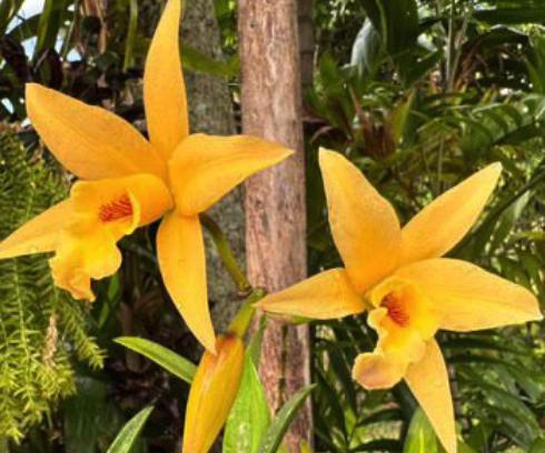 Double Laelia Cattleya Bloom: Hard Enamel Pin Brooch