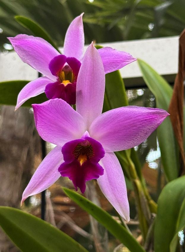 Double Laelia Cattleya Bloom: Hard Enamel Pin Brooch