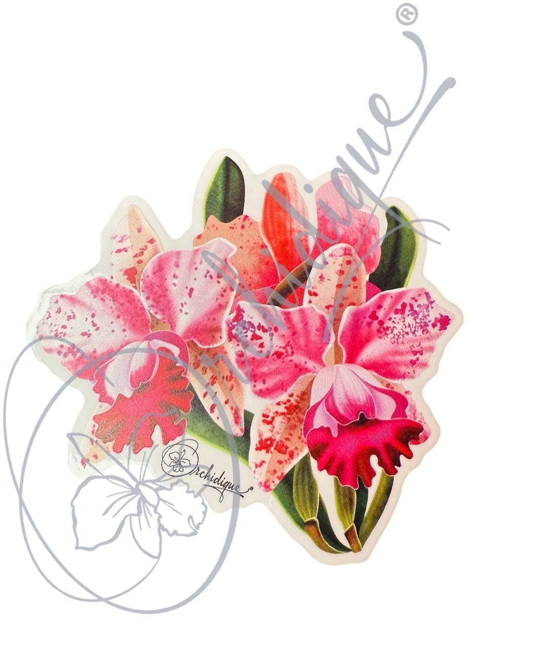 Orchid Spotted Cattleya Sticker • Orchid Lover Gift