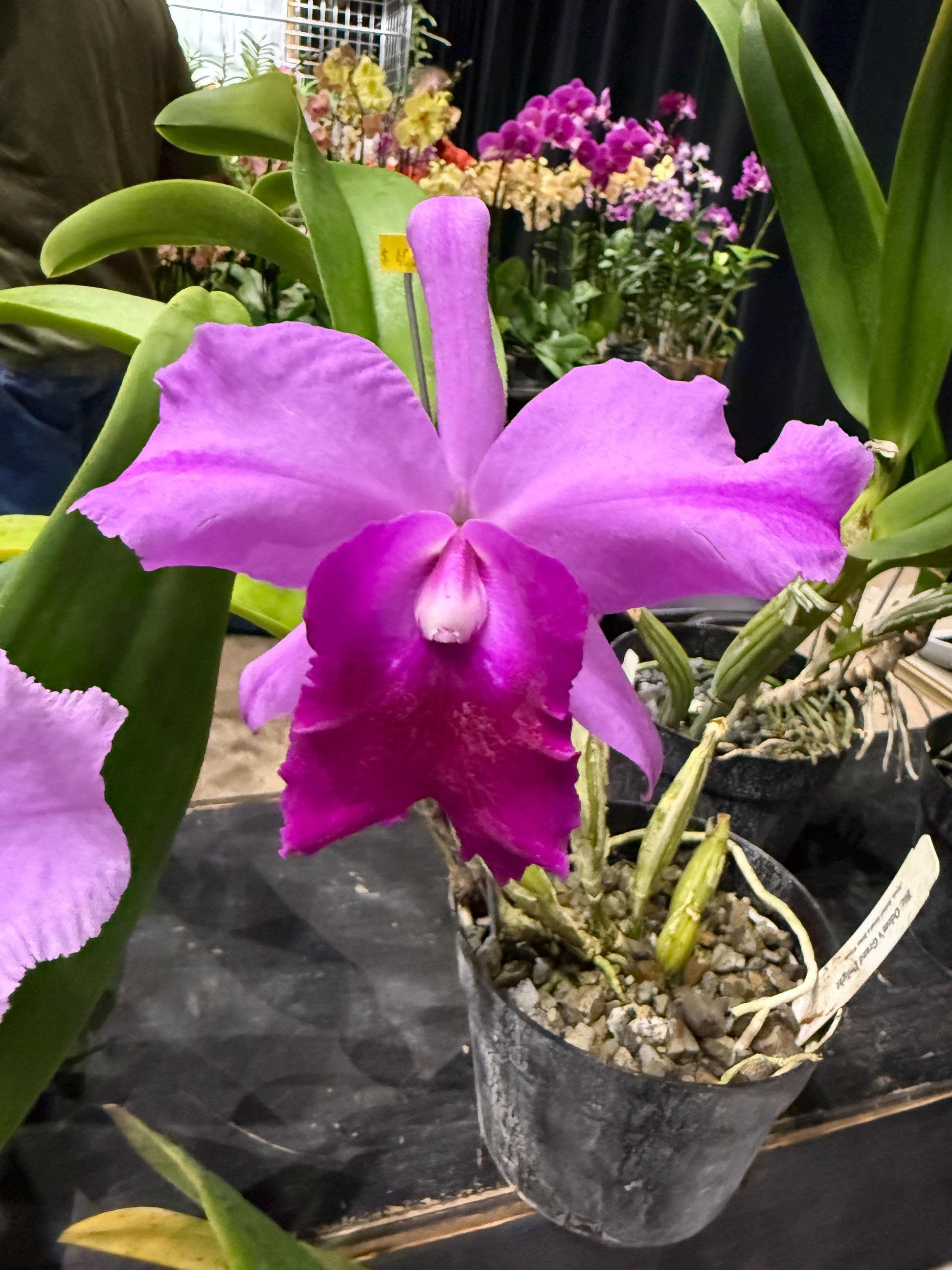 Orchid Brassolaeliocattleya BLC Sticker • Orchid Lover Gift