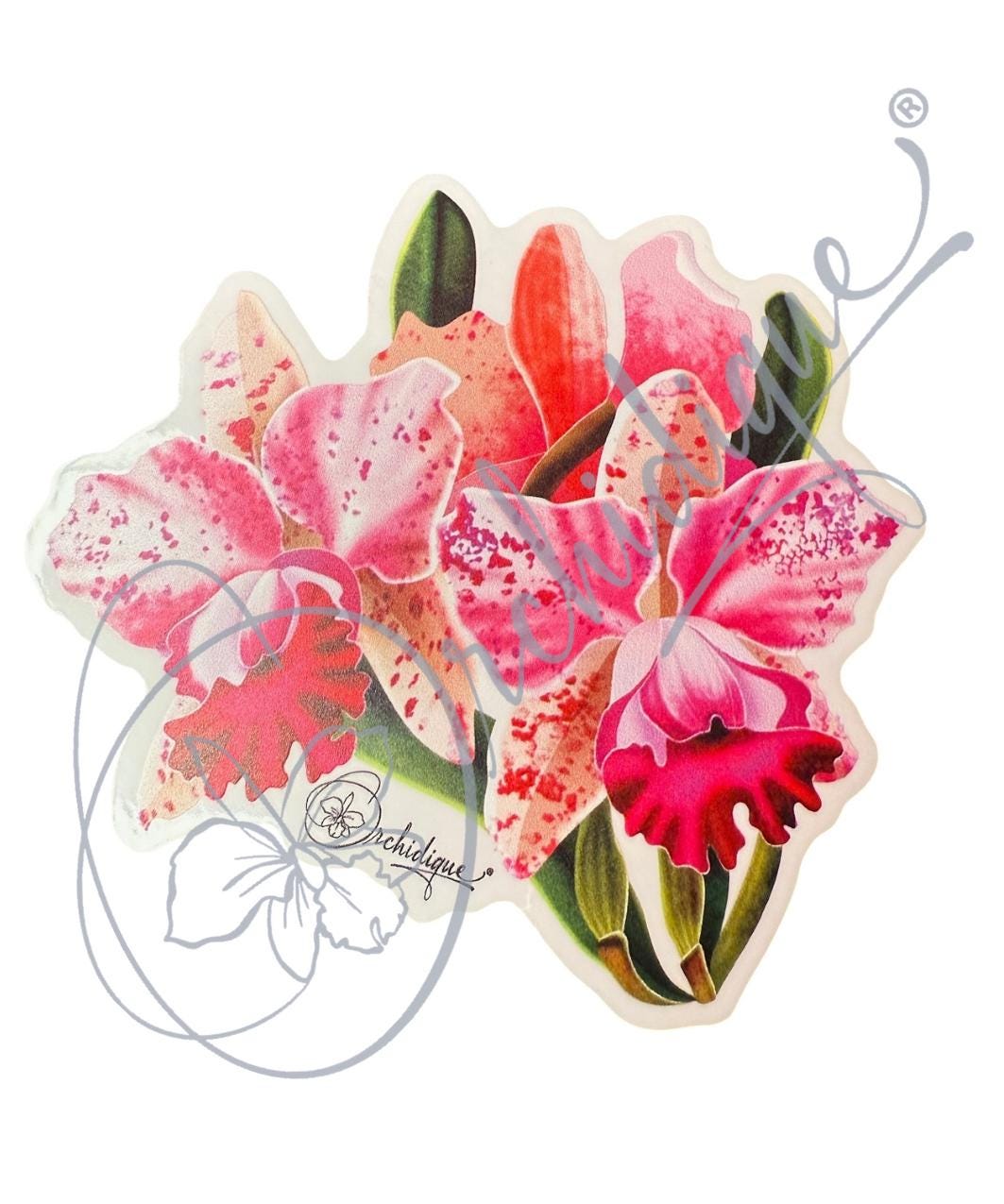 Orchid Spotted Cattleya Sticker • Orchid Lover Gift