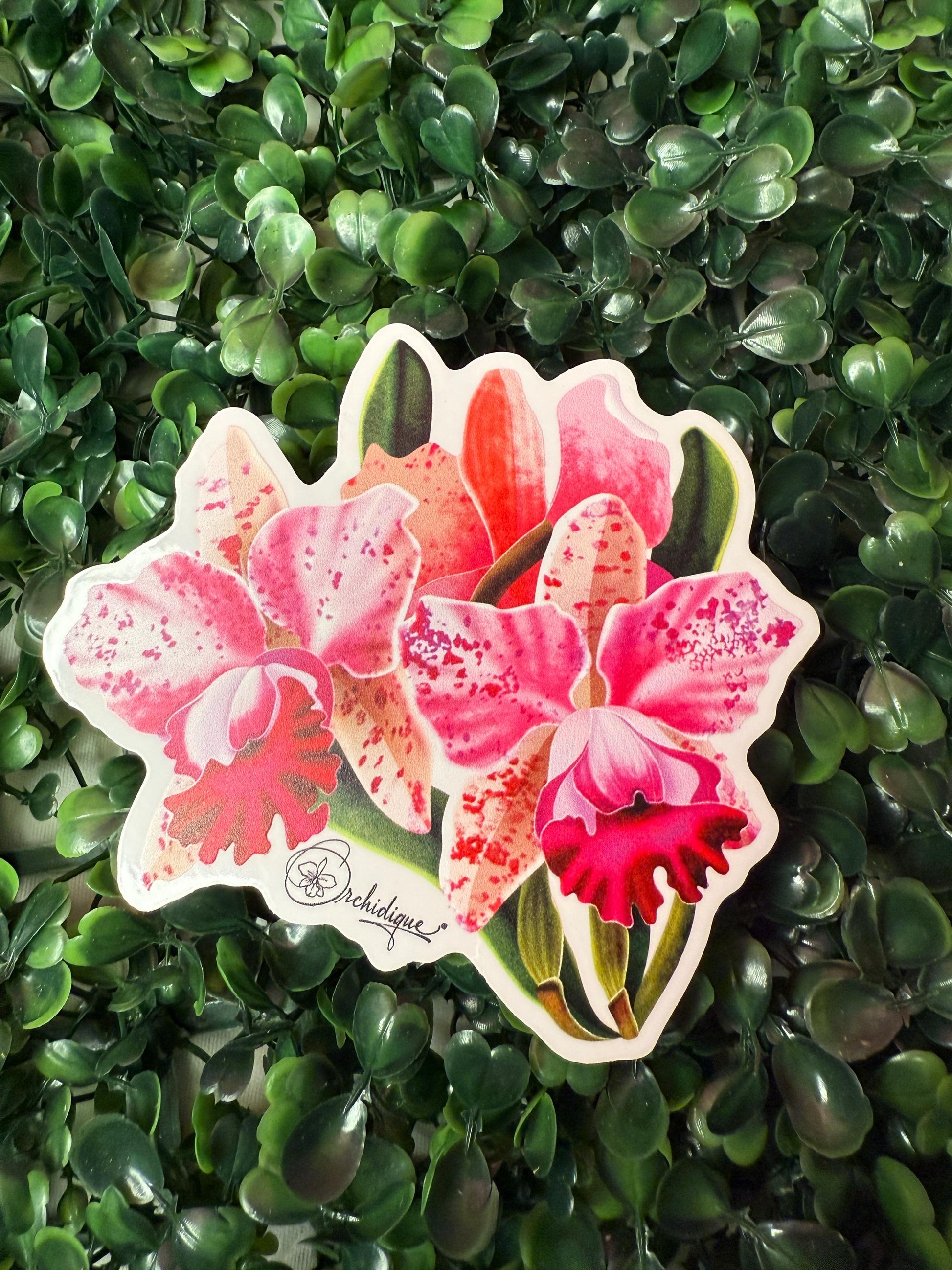 Orchid Spotted Cattleya Sticker • Orchid Lover Gift
