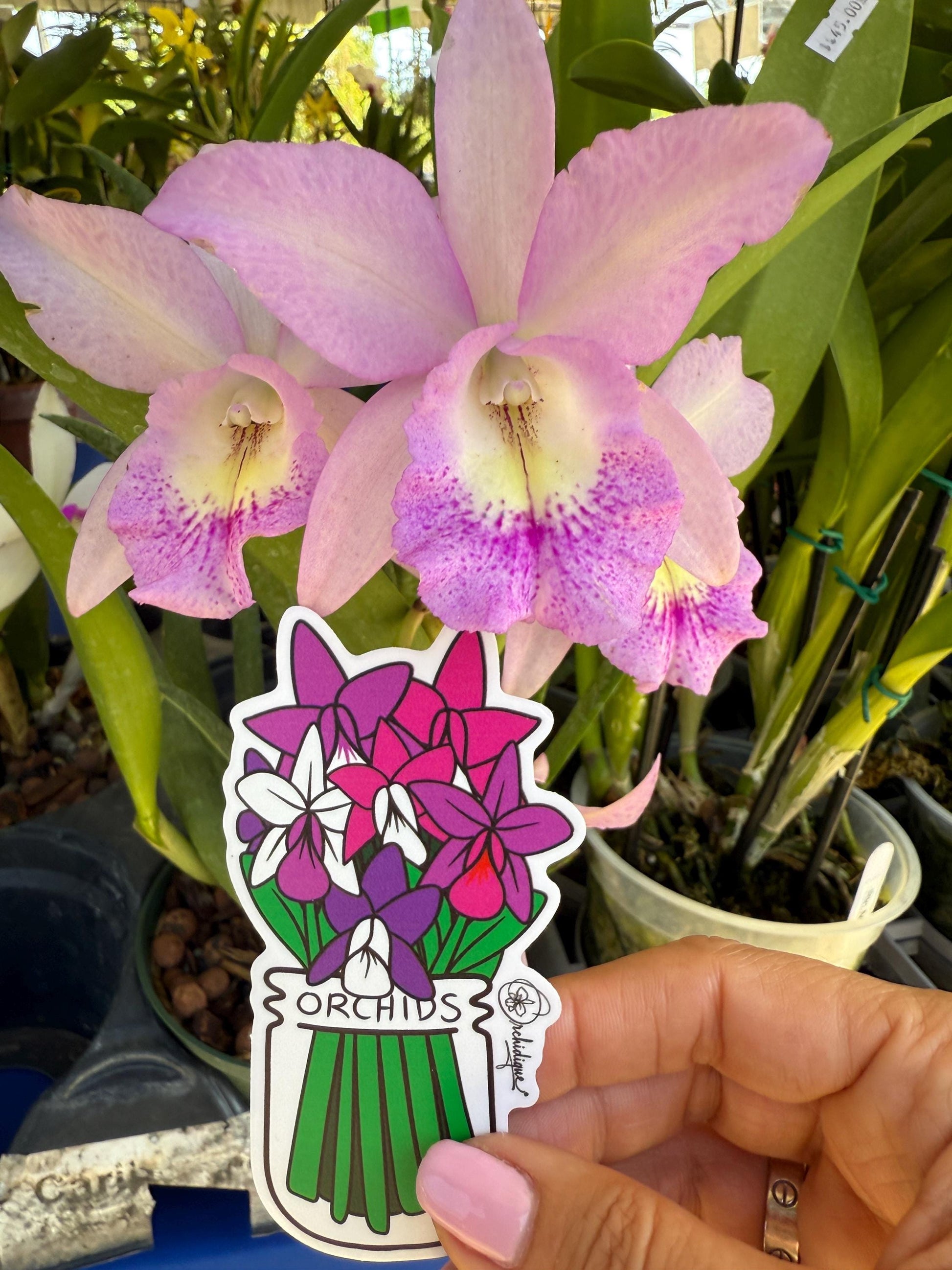 Orchid Bouquet of Cattleyas Sticker